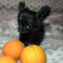 MICRO BEAUTY - a Chihuahua puppy