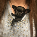 MICRO LOUIS - a Chihuahua puppy