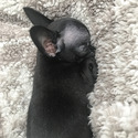 MICRO LOUIS - a Chihuahua puppy