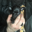 MICRO LOUIS - a Chihuahua puppy