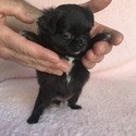 BENTLEY - a Chihuahua puppy