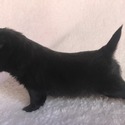 BENTLEY - a Chihuahua puppy