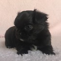 BENTLEY - a Chihuahua puppy
