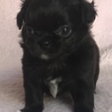 BENTLEY - a Chihuahua puppy