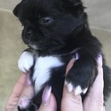 Butler - a Chihuahua puppy