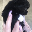 Butler - a Chihuahua puppy