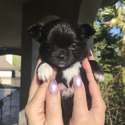 Butler - a Chihuahua puppy