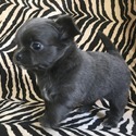 Blu - a Chihuahua puppy