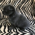 Blu - a Chihuahua puppy