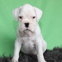 Ace - a Boxer puppy