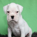Ace - a Boxer puppy