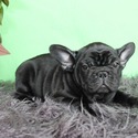 Rio - a French Bulldog puppy