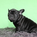 Rio - a French Bulldog puppy