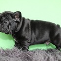 Rio - a French Bulldog puppy