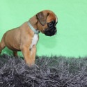 Boxer(s) - a Boxer puppy