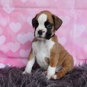 Boxer(s) - a Boxer puppy