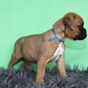 Boxer(s) - a Boxer puppy