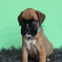 Boxer(s) - a Boxer puppy