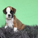 Boxer(s) - a Boxer puppy