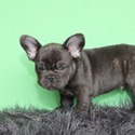 Rico - a French Bulldog puppy