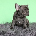 Rico - a French Bulldog puppy