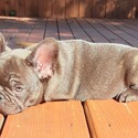 Rico - a French Bulldog puppy
