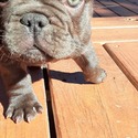 Rico - a French Bulldog puppy