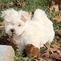 Maltese - a Maltese puppy