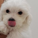 HAVANESE PUPPIES - a Havanese puppy