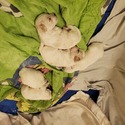 HAVANESE PUPPIES - a Havanese puppy