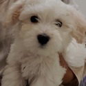 HAVANESE PUPPIES - a Havanese puppy