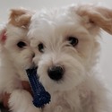 HAVANESE PUPPIES - a Havanese puppy