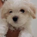 HAVANESE PUPPIES - a Havanese puppy