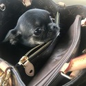 TINY #MICRO GIRL- COCO - a Chihuahua puppy