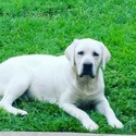 Pearl - a Labrador Retriever puppy