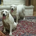 Pearl - a Labrador Retriever puppy