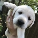 Pearl - a Labrador Retriever puppy