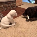Jack and Jill - a Labrador Retriever puppy