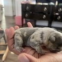 MERLE SWEET PEA - a French Bulldog puppy
