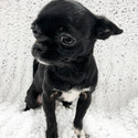 SWEETIE - a Chihuahua puppy