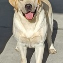 Yellow female - a Labrador Retriever puppy