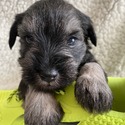 GiGi - a Miniature Schnauzer puppy