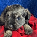 Bree - a Miniature Schnauzer puppy