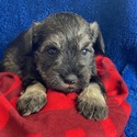 Bree - a Miniature Schnauzer puppy