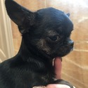 TINY #MICRO GIRL- COCO - a Chihuahua puppy