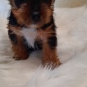 Berney - a Yorkshire Terrier puppy