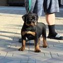THE BEST LOOKING AKC GERMAN ROTTWEILER PUPPIES - a Rottweiler puppy