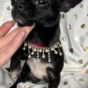 TEACUP SWEETIE - a Chihuahua puppy