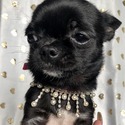 TEACUP SWEETIE - a Chihuahua puppy