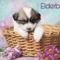 Elderberry - a Great Pyrenees puppy